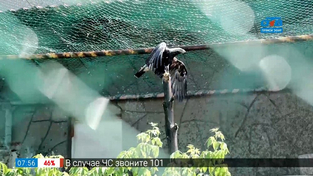 Живой репортаж — Птичий душ