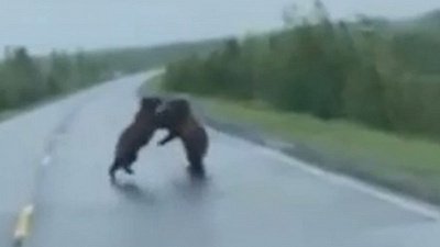 Двух дерущихся медведей заметили прямо на трассе