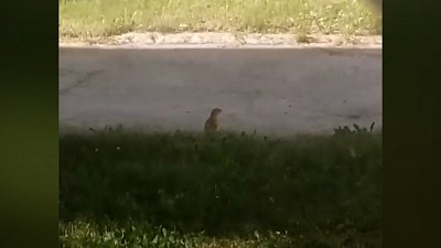 Суслика заметили возле налоговой службы в Челябинске