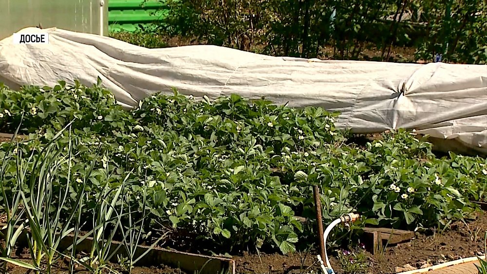 Правительство региона поддержит рублем садоводов