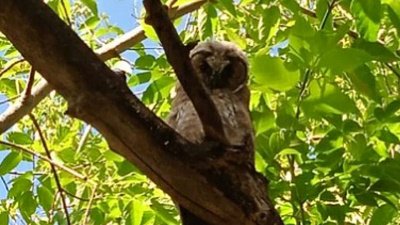 В Златоусте две совы мешают спать местным жителям