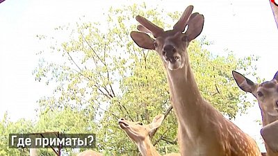 В Челябинском зоопарке приматов вновь посадили на карантин