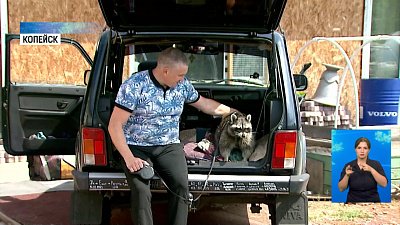 Енот из Копейска путешествует по России