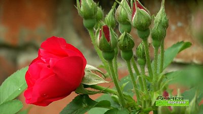 Зеленая передача 08.07.2021