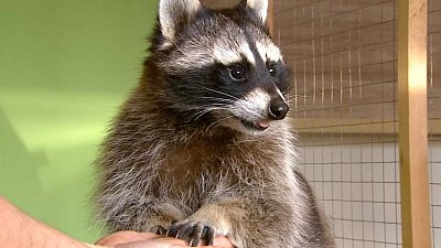 Енот-Витя из Копейска путешествует по городам России