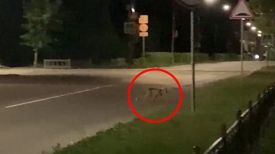 Жители Снежинска сняли на видео гуляющую по улицам лису