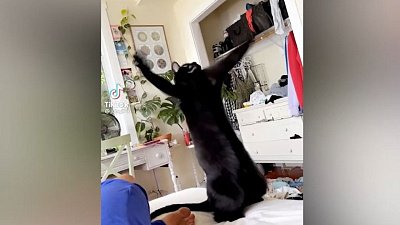 Мех и смех: веселый ретривер, танцующий кот и расстроенная хаски