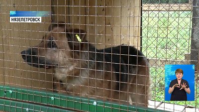 В Нязепетровске открыли первый приют для собак