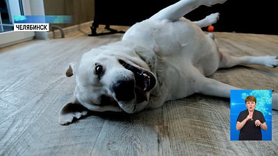 Лабрадор Хаммер ищет хозяина