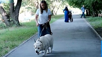 Лабрадору подыскивают хозяина, который будет следить за весом собаки