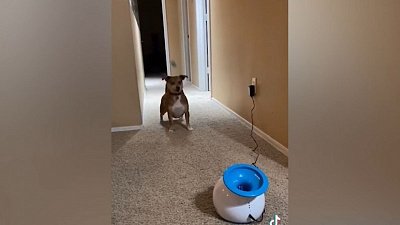 Мех и смех: уставшая кошка, играющий пес и ругающийся доберман