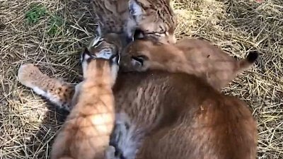 В Челябинском зоопарке воссоединилось семейство рысей