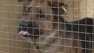 В Нязепетровске открылся первый приют для собак