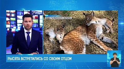 Рысята встретились со своим отцом