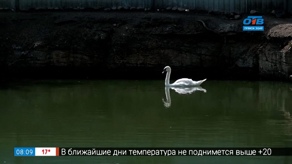 Живой репортаж — лебединая верность по-челябински