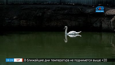 Живой репортаж — лебединая верность по-челябински