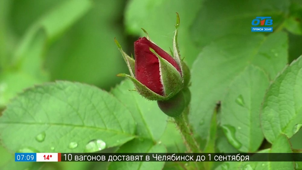 Как правильно подрезать розы летом?