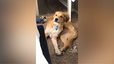 Мех и смех: ныряющая в траву хаски, собака-акробат и напуганный ребенок