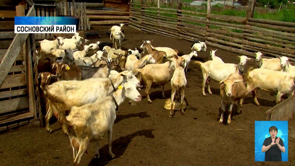 В регионе подсчитают животных и посевы