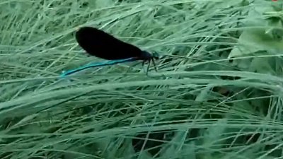 На Таганае заметили красотку блестящую