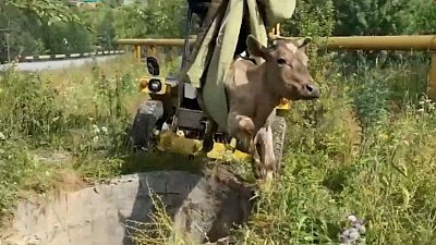 В Миньяре корова сутки провела в ловушке