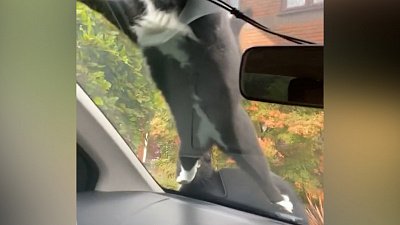 Мех и смех: енот-свинка, сползающий по стеклу кот и очень громкий пес