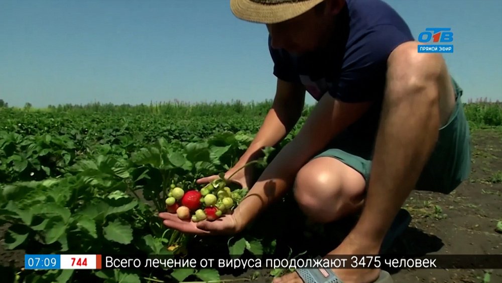 Урожайные и сладкие сорта садовой земляники в рубрике «Руки садовода»