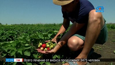 Урожайные и сладкие сорта садовой земляники в рубрике «Руки садовода»