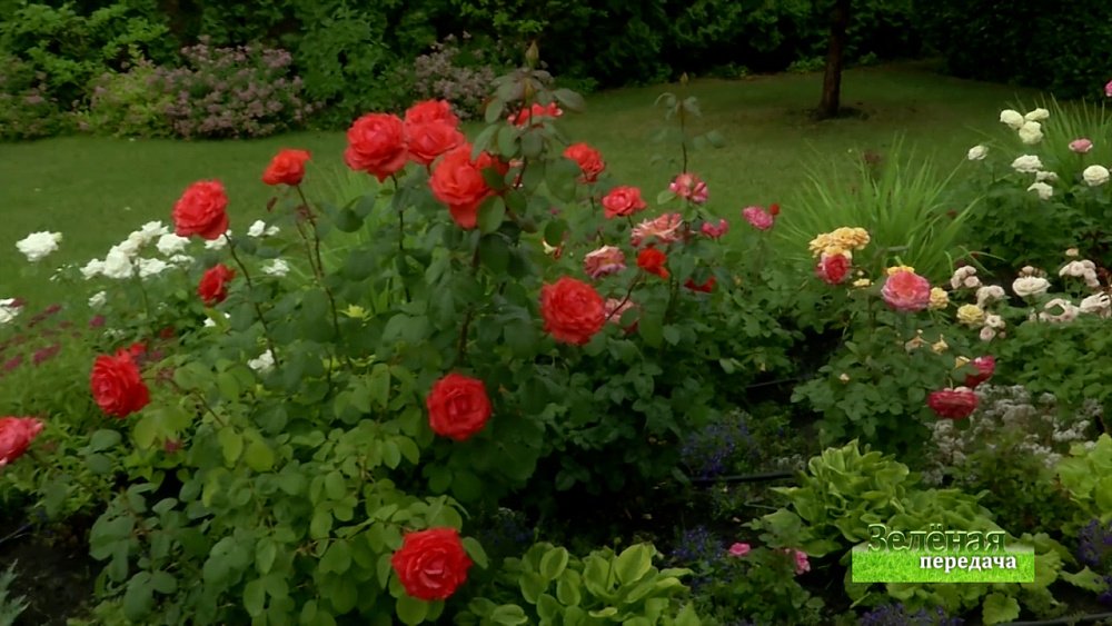 Зеленая передача 15.07.2021