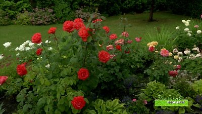 Зеленая передача 15.07.2021