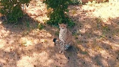 В Челябинском зоопарке гепарда засняли с необычного ракурса