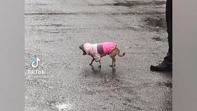 Мех и смех: странные коты, шагающий песик и танцующий кот