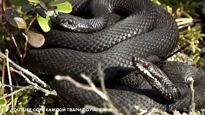 Первые укусы змей зафиксировали в Челябинской области