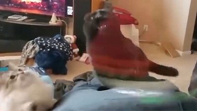 Мех и смех: танцующий в луже пес, шокированные охотники и котик с насморком