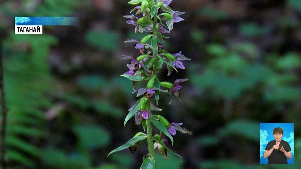 В нацпарке «Таганай» начали пересчет орхидей