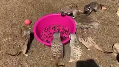 Рыбалка сурикатов в Челябинском зоопарке попала в объектив камеры