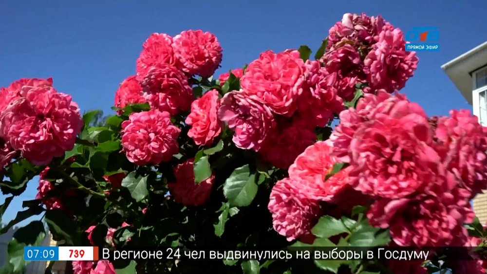 Самые красивые сорта роз в рубрике «Руки садовода»