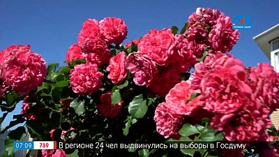 Самые красивые сорта роз в рубрике «Руки садовода»