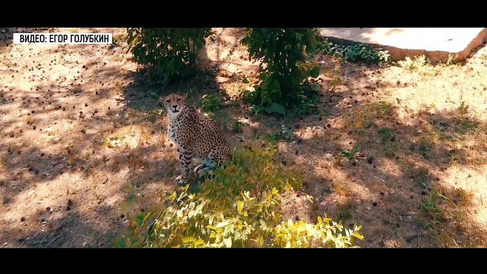 В челябинском зоопарке гепард следит за погодой