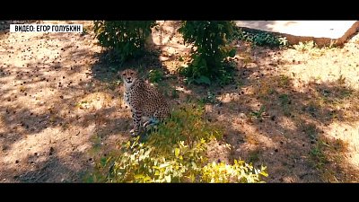 В челябинском зоопарке гепард следит за погодой