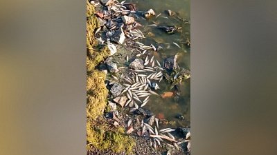 Экологическая катастрофа на видео с озера Синеглазово