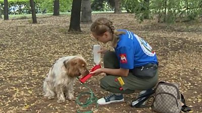 Как помочь собаке легче перенести аномальную жару