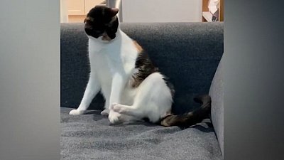 Мех и смех: собака-охотник, нервный кот и опасная задняя лапка