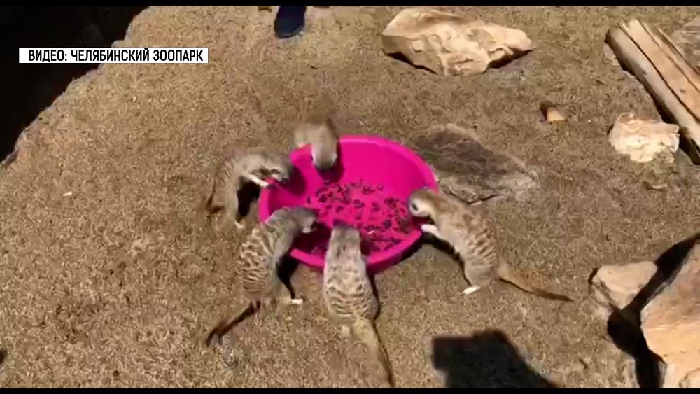 В Челябинском зоопарке нашли способ спасти сурикатов от жары
