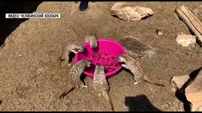 В Челябинском зоопарке нашли способ спасти сурикатов от жары