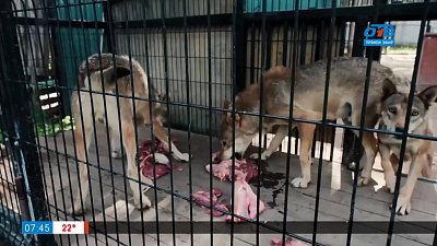 Как лечат волков в рубрике «Живой репортаж»