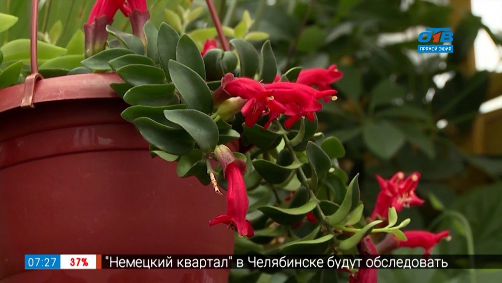 Эффективная подкормка за копейки в рубрике «Руки садовода»