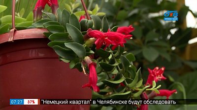 Эффективная подкормка за копейки в рубрике «Руки садовода»