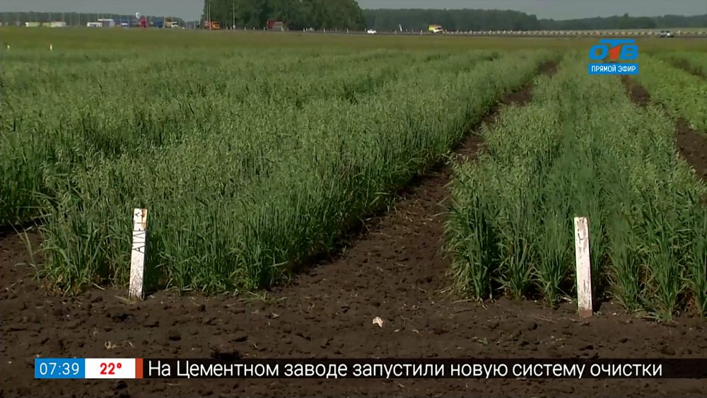 Как органическое удобрение помогает зерновым культурам в сюжете «Биоресурс от Чебаркульской птицы»