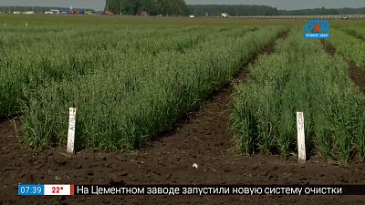 Как органическое удобрение помогает зерновым культурам в сюжете «Биоресурс от Чебаркульской птицы»